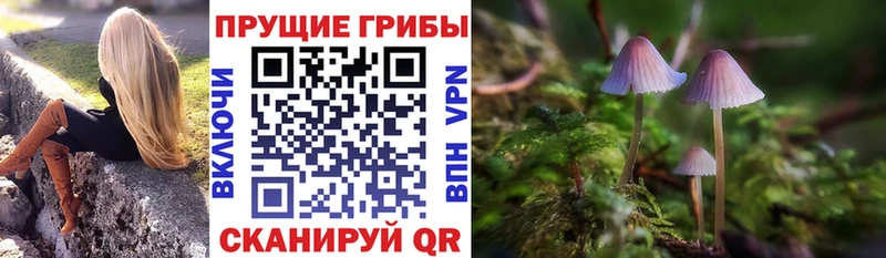 Псилоцибиновые грибы Psilocybine cubensis  Тотьма 